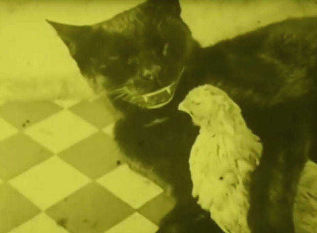 Chicken Dressing - black cat with cartoon smile lying with arm around young chicken