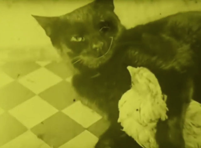 Chicken Dressing - black cat with cartoon wink and grin lying with arm around young chicken