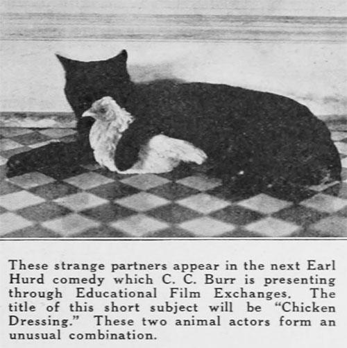 Chicken Dressing - newspaper article showing black cat lying with arm around young chicken