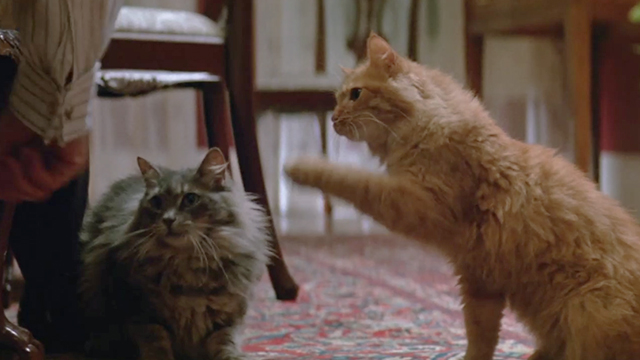 China Moon - long-haired tabby cats on floor begging for food