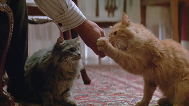 China Moon - long-haired tabby cats on floor getting food