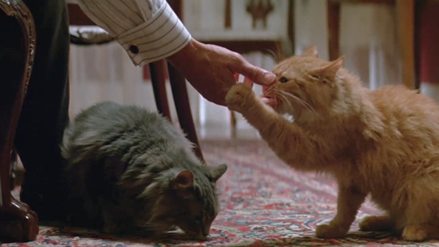 China Moon - long-haired tabby cats on floor eating food