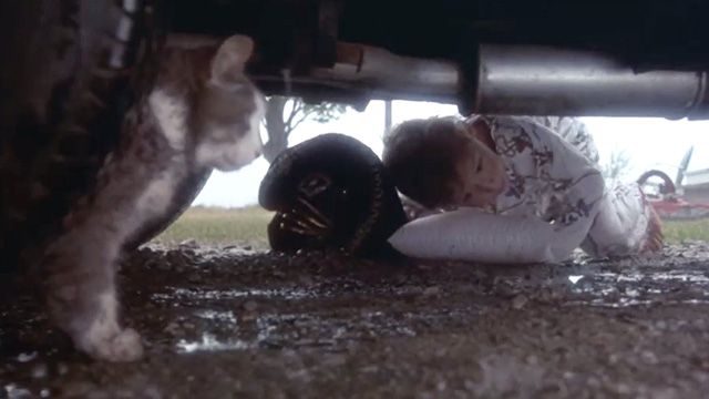 A Cool, Dry Place - Calvin Bobby Moat crawling under cat to get gray and white tabby cat Mooney