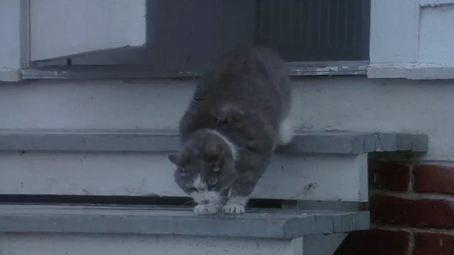 A Cool, Dry Place - gray and white tabby cat Mooney dropped on step outside door