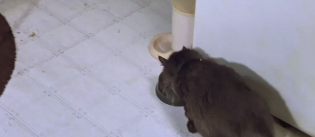 The Cooler - long haired black cat Trixie eating from bowl on floor