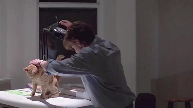 The Courtyard - ginger tabby cat John Wayne on drawing table with Jonathan Andrew McCarthy