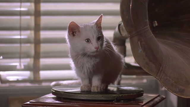 Crawlspace - white kitten sitting on record player