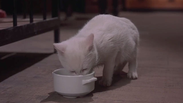 Crawlspace - white kitten drinking from bowl of milk