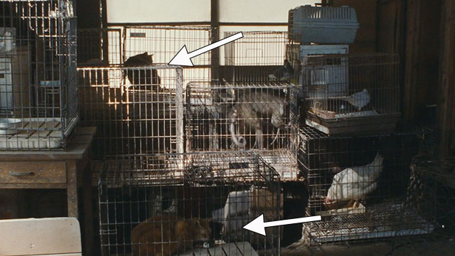 Cure - animals in small cages including two cats