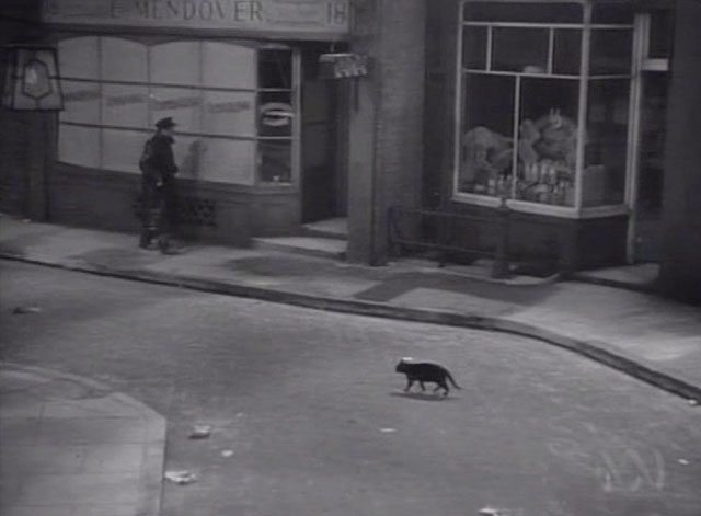 Daybreak - black cat walking down early morning street