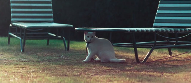 Death Game - white cat Tiki under deck chair