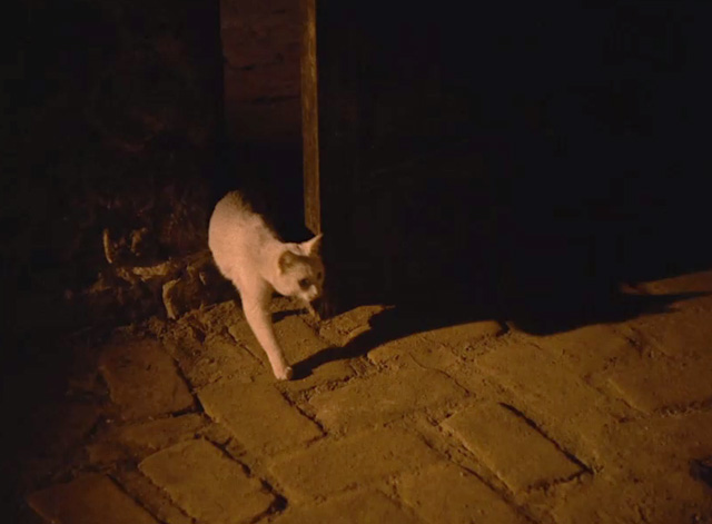 Death in the Garden - white cat entering through doorway