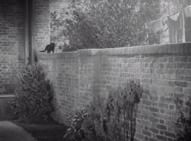 Demobbed - black cat sitting on garden wall