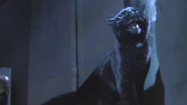 Tales from the Crypt Demon Knight - black cat Cleo hissing