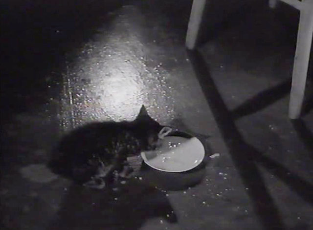 Desperate Moment - tiny tabby kitten drinking milk from saucer on floor