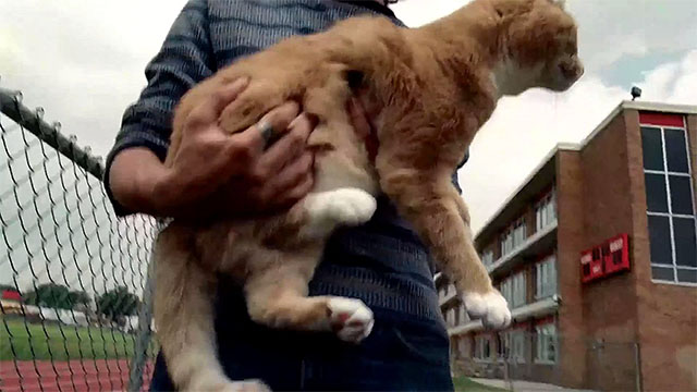 Detachment - ginger and white tabby cat held by David Lucian Maisel