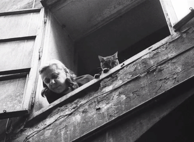 Diamonds of the Night - elderly woman and tabby cat looking down from window