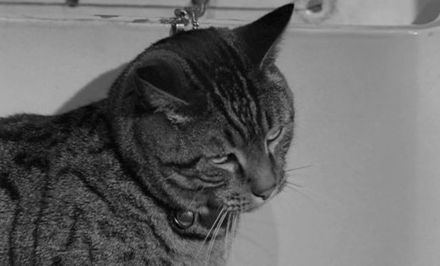 Diary of a Bachelor - tabby cat close up