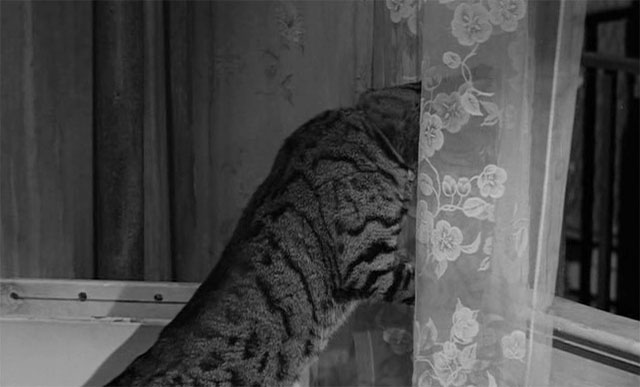 Diary of a Bachelor - tabby cat looking out through curtained window