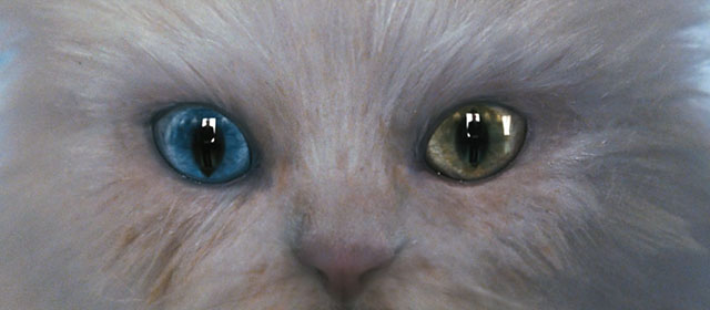 Il divo - extreme close up of fake white Persian cat with mismatched eyes and pupils dilated