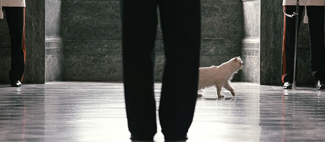 Il divo - white Persian cat moving from behind legs on checkered tile floor