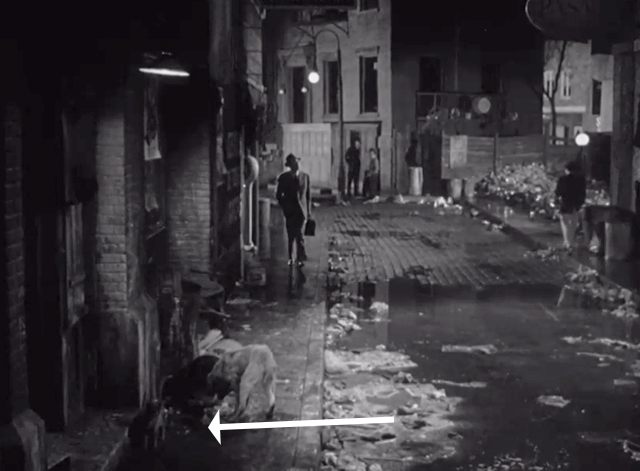 The Doctor and the Girl - cat with dog by garbage on street as Dr. Corday Glenn Ford approaches