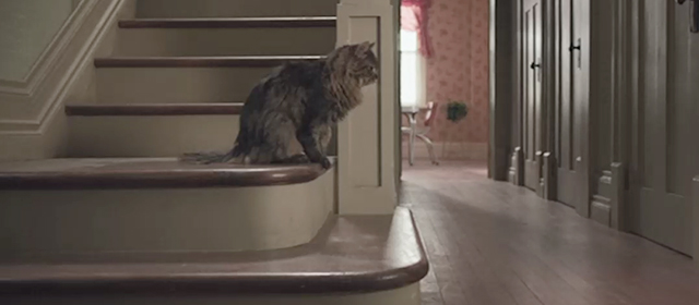 A Dog's Purpose - long-haired tabby cat Smokey sitting on stairs