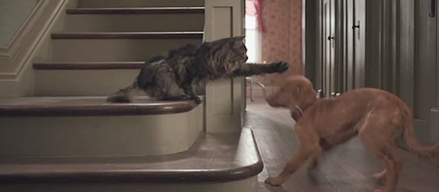 A Dog's Purpose - long-haired tabby cat Smokey taking swipe at red retriever puppy Bailey from stairs