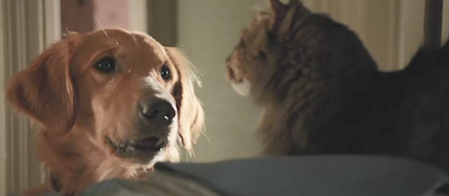A Dog's Purpose - long-haired tabby cat Smokey in linen closet with red retriever Bailey