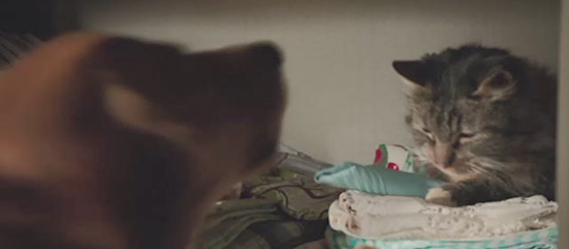 A Dog's Purpose - long-haired tabby cat Smokey in linen closet with red retriever Bailey