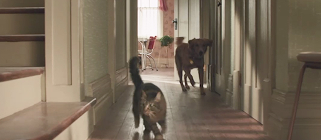 A Dog's Purpose - long-haired tabby cat Smokey being chased by red retriever Bailey