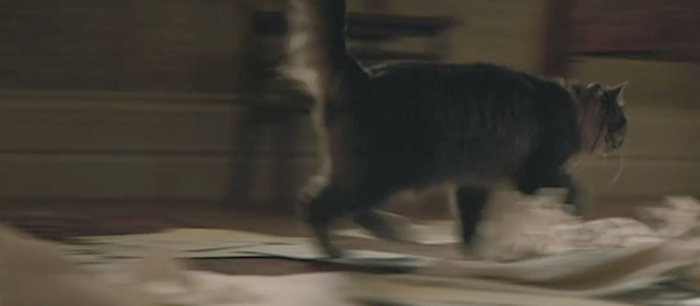 A Dog's Purpose - long-haired tabby cat Smokey running away