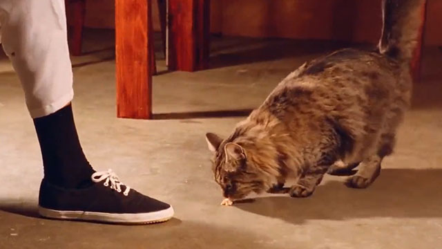 Do or Die - longhair tabby cat sniffing at piece of fish on floor