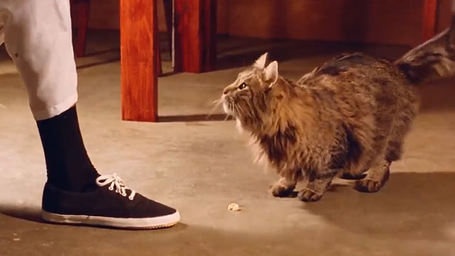 Do or Die - longhair tabby cat looking up from piece of fish on floor