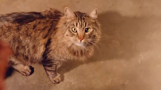 Do or Die - longhair tabby cat looking up