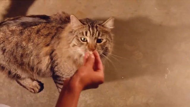 Do or Die - longhair tabby cat sniffing at piece of fish being offered