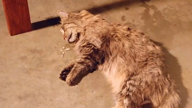 Do or Die - longhair tabby cat lying on floor