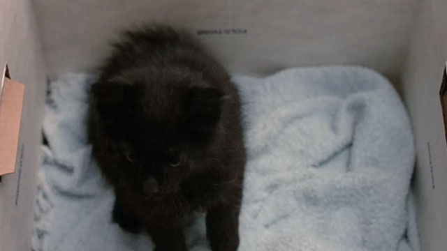 Double Trouble - black kitten in box