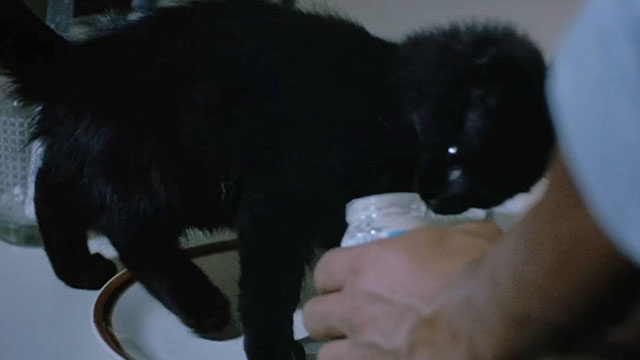 Double Trouble - black kitten with baby food jar