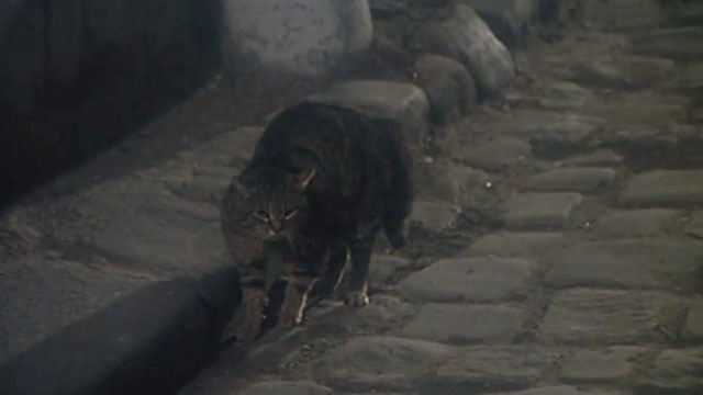 Dracula père et fils - Dracula and Son - brown tabby cat arching back on street