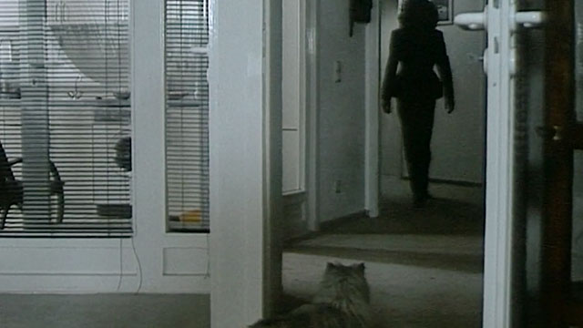 Dr. M - silver Persian cat looking down dark hall at Sonja Jennifer Beals