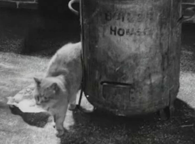 Dustbins Title Issue - Going Places, longhair tabby cat standing next to trash can