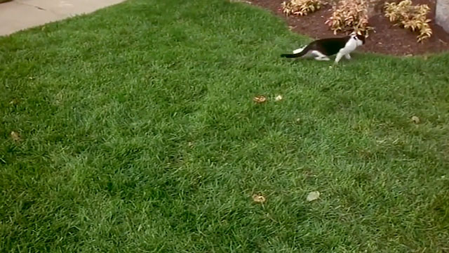 Earthly Possessions - tuxedo cat Murder slinking across lawn