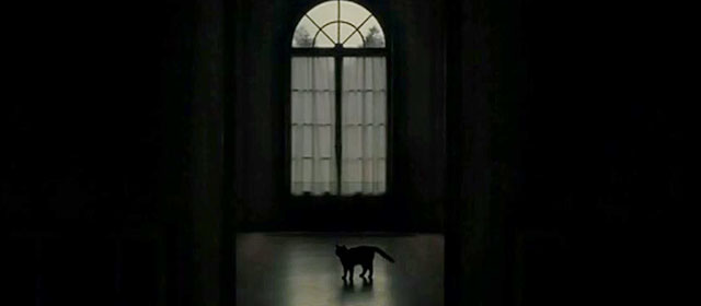 Earwig - black cat standing in hallway