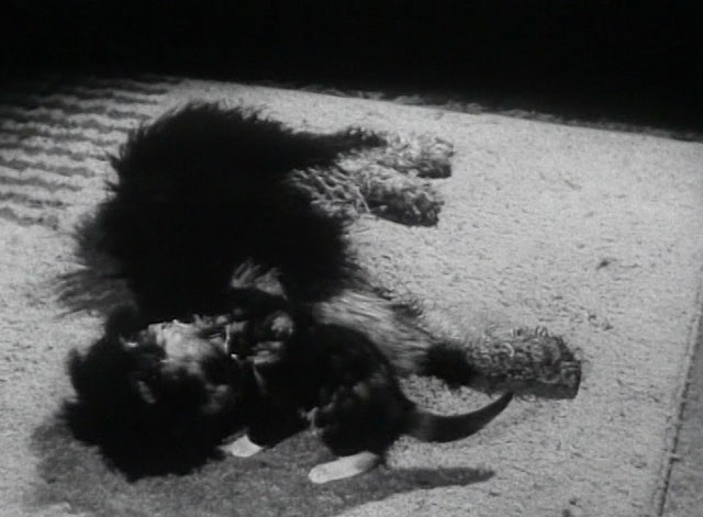 An Englishman's Home - wire haired dog playing with tortoiseshell kitten on rug