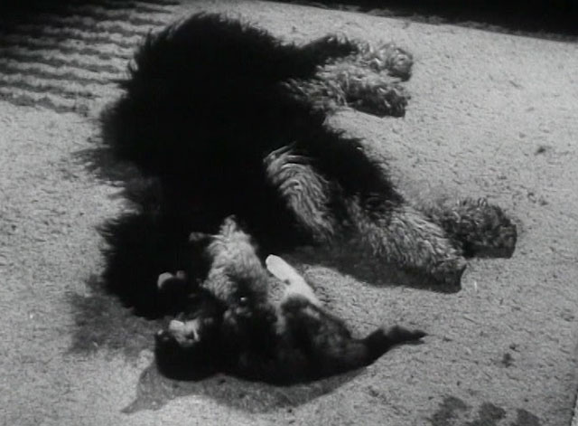 An Englishman's Home - wire haired dog playing with tortoiseshell kitten on rug