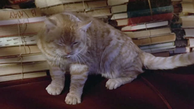 Explorers - ginger tabby cat Erhardt cringing as sphere flies around room