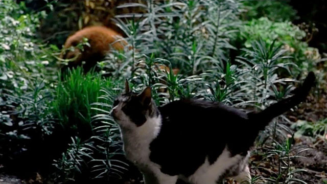 Fanny and Elvis - tabby and white cat Blossom among plants with ginger tabby