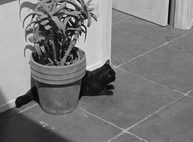 Five Came Back - black cat sitting behind potted plant