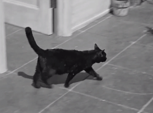 Five Came Back - black cat crossing tiled patio